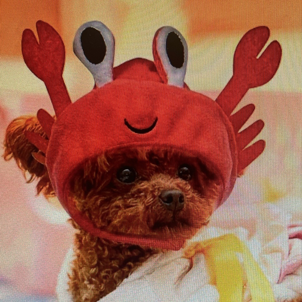 Crab pet Halloween hat